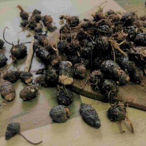 Koraikkilangu/<br>Goraikkilangu<br>(கோரைக்கிழங்கு)<br>50g