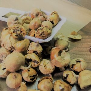 Paneer/Panneer Poo<br>(பன்னீர் பூ)<br>50g