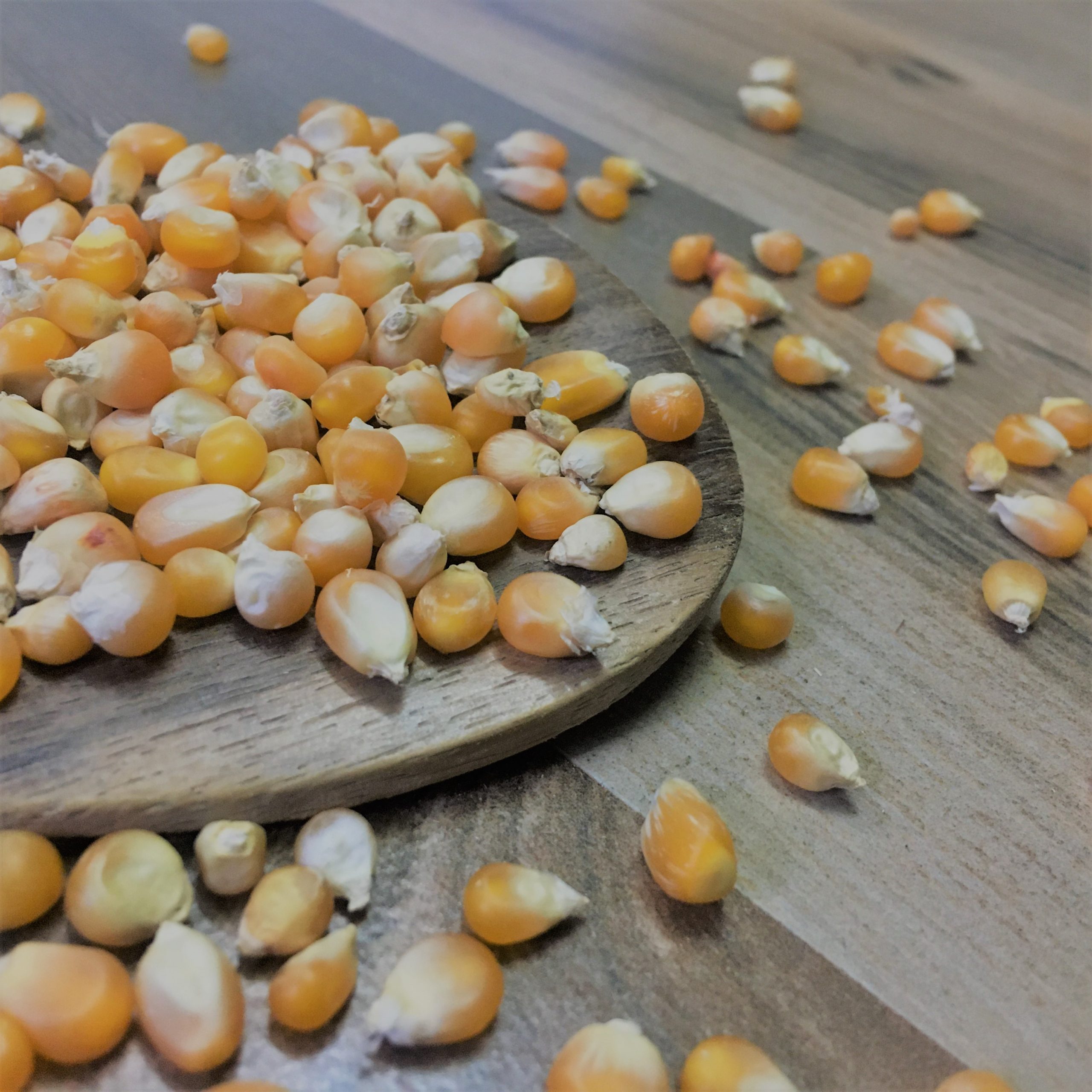 Popcorn Sorghum<br>(பாப்கார்ன் சோளம்)<br>100g