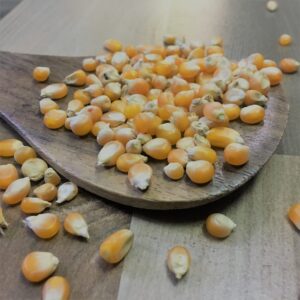 Solam/Sorghum<br>(சோளம்)<br>100g