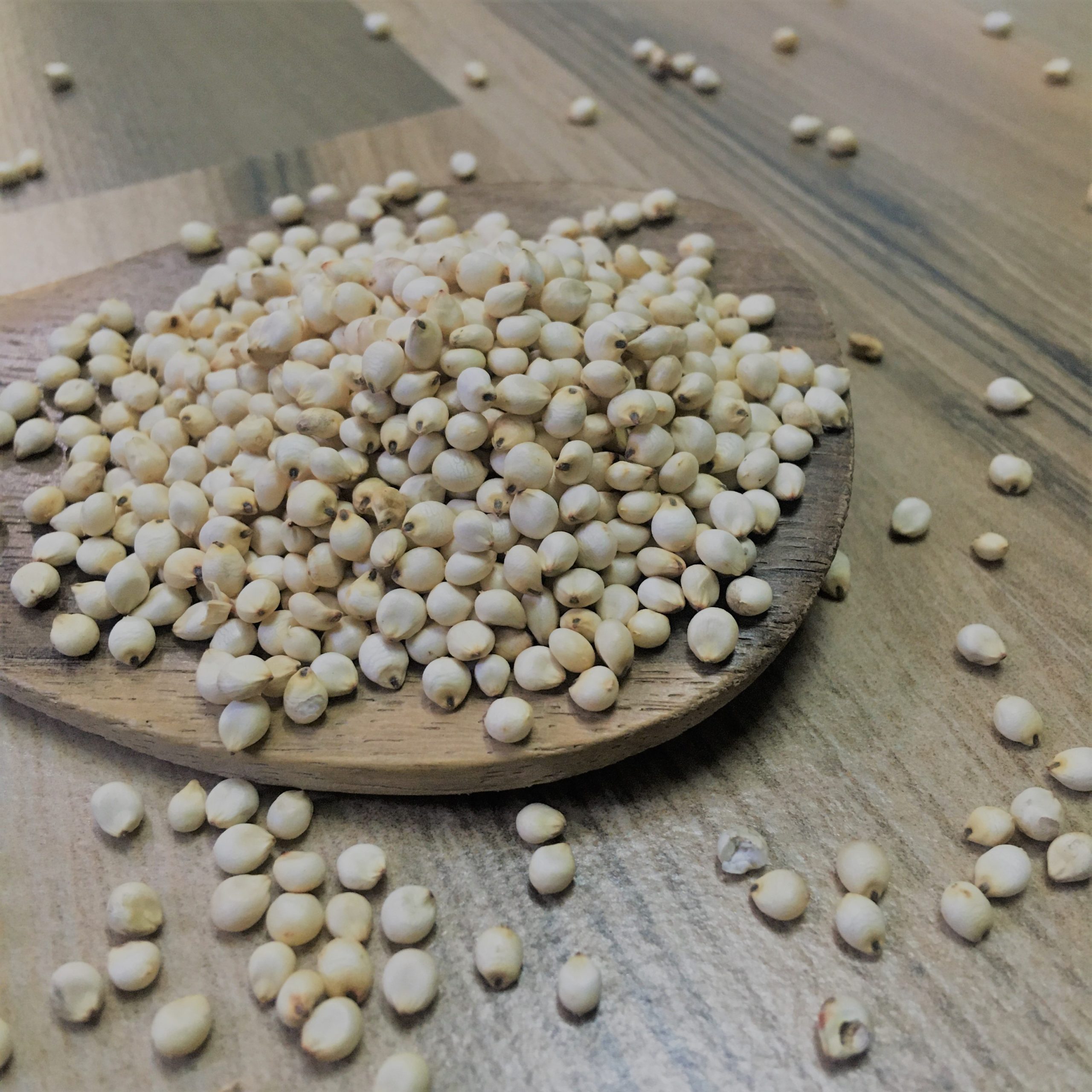 White Sorghum/<br>Vellai Solam<br>(வெள்ளை சோளம்)<br>100g