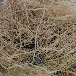 Vetti Ver<br>(வெட்டி வேர்)<br>50g